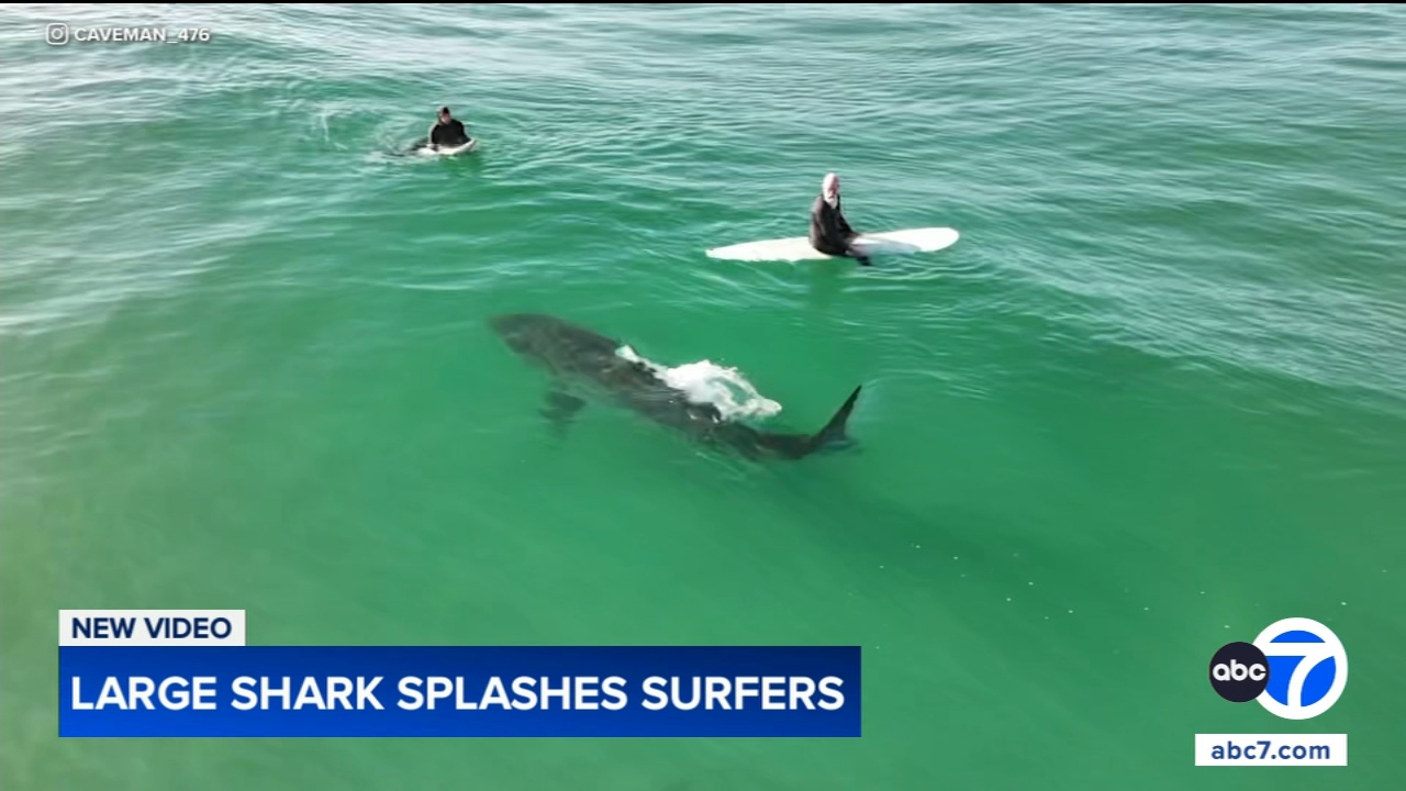 Shark swims near surfers, splashes one with its tail in close encounter off California coast, video shows
       — WABC-TV Eyewitness News (ABC7 NY)